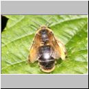 Melitta haemorrhoidalis - Glockenblumen-Saegehornbiene 03.jpg